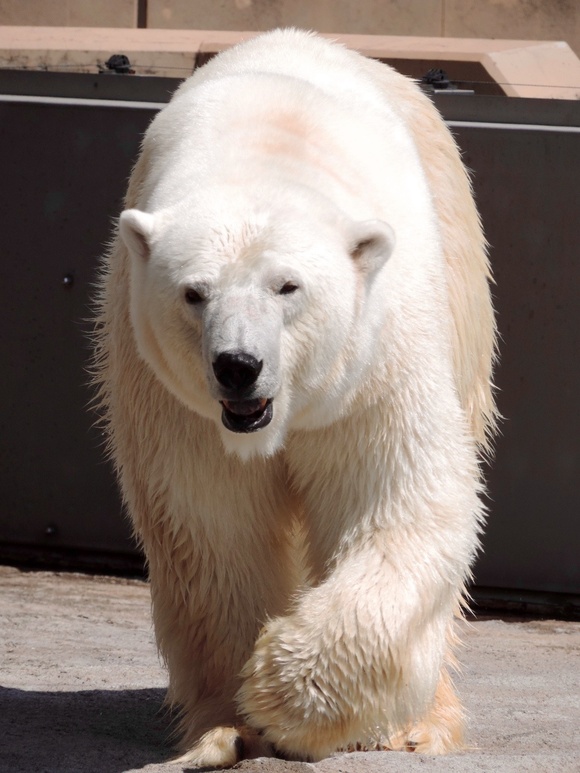 ルル ｜ 旭山動物園_e0319302_1732138.jpg