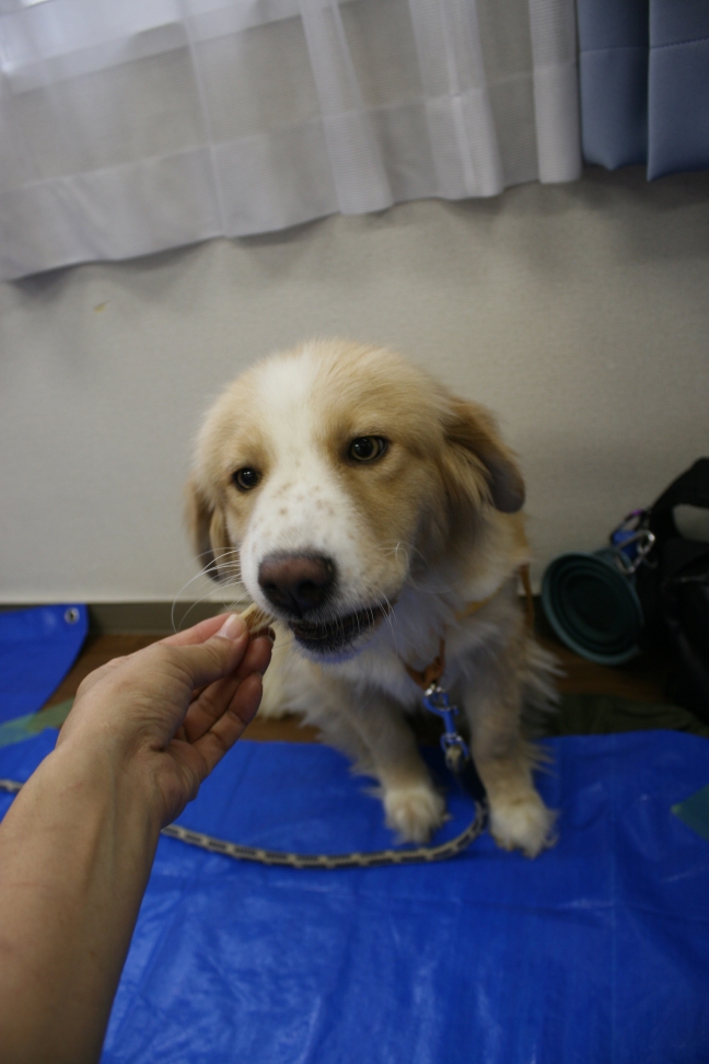 7/28 さいわい会館里親会_f0242002_19524620.jpg