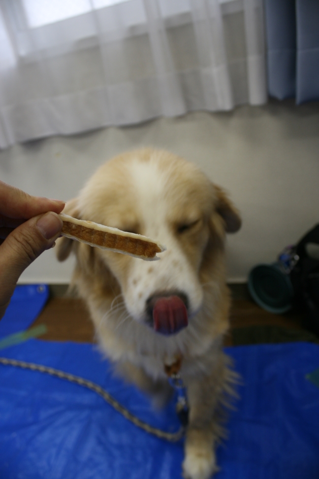 7/28 さいわい会館里親会_f0242002_1953210.jpg
