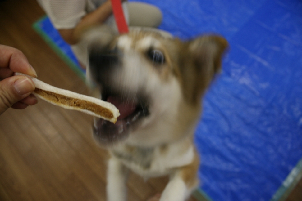 7/28 さいわい会館里親会_f0242002_19541154.jpg