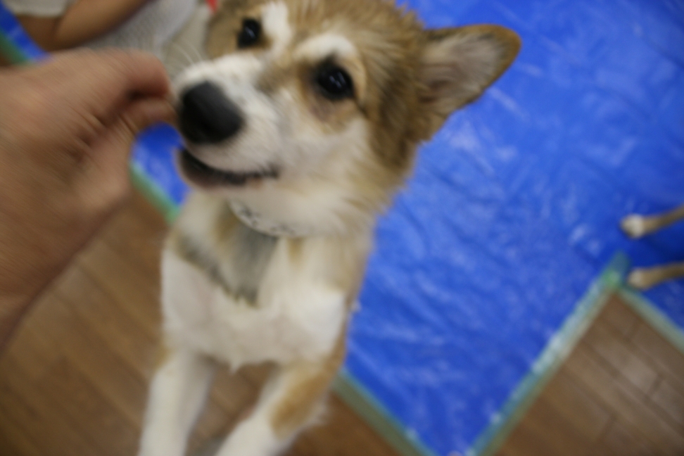 7/28 さいわい会館里親会_f0242002_19555832.jpg