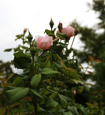 a0123003_12231847.jpg