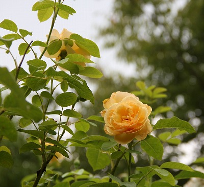 a0123003_12233331.jpg