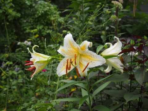 c0117007_205859.jpg