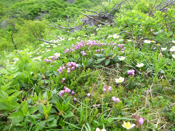 北海道登山　日本百名山　羅臼岳  (1,659.7)  に登る　_d0170615_17283811.jpg