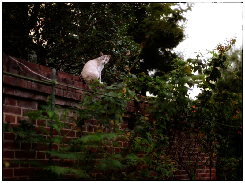 小江戸　川越散歩　20  　夕暮れの猫たち_b0207030_2284439.jpg