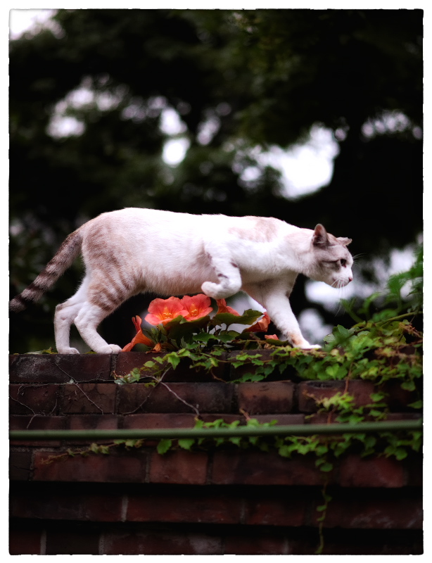 小江戸　川越散歩　20  　夕暮れの猫たち_b0207030_229158.jpg