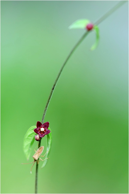 名前不明の花_a0165631_18322694.jpg