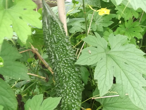 夏野菜..大好物、..嫌いな野菜!_b0137932_20561337.jpg