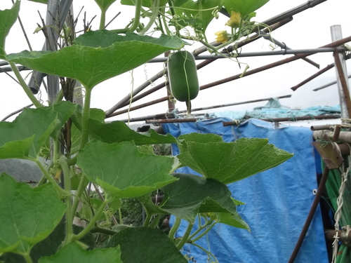 夏野菜..大好物、..嫌いな野菜!_b0137932_20562710.jpg
