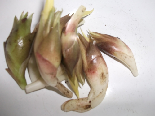 夏野菜..大好物、..嫌いな野菜!_b0137932_20592982.jpg