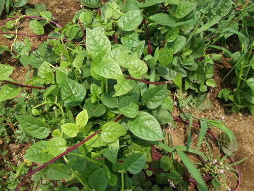 夏野菜..大好物、..嫌いな野菜!_b0137932_2059452.jpg