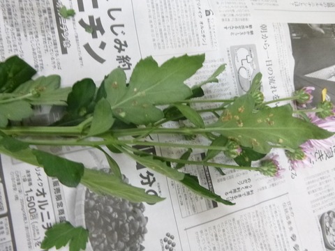 e0120932_22331390.jpg