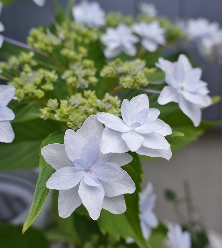 やっと墨田の花火が咲いてくれました みどりに囲まれる幸せ