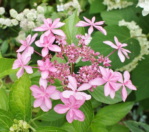 やっと墨田の花火が咲いてくれました みどりに囲まれる幸せ やっと墨田の花火が咲いてくれました みどりに囲まれる幸せ