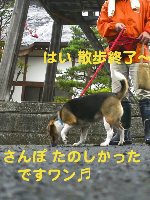 愛犬 まもなく5歳_c0190940_8574394.jpg