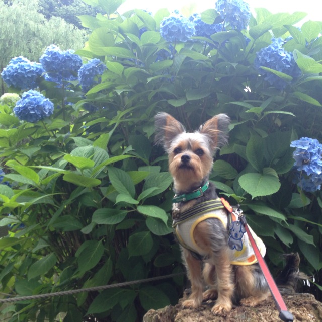 小雨模様に紫陽花+ときじ_e0309644_144012.jpg