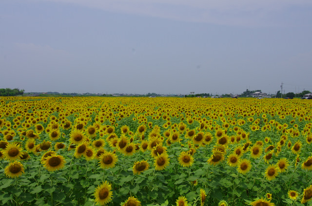 d0186245_1429621.jpg