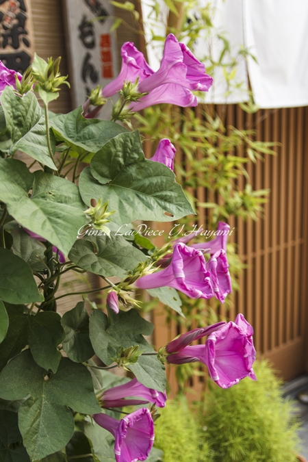 花のある風景　夏の花　夕刻のアサガオ_b0133053_0253342.jpg