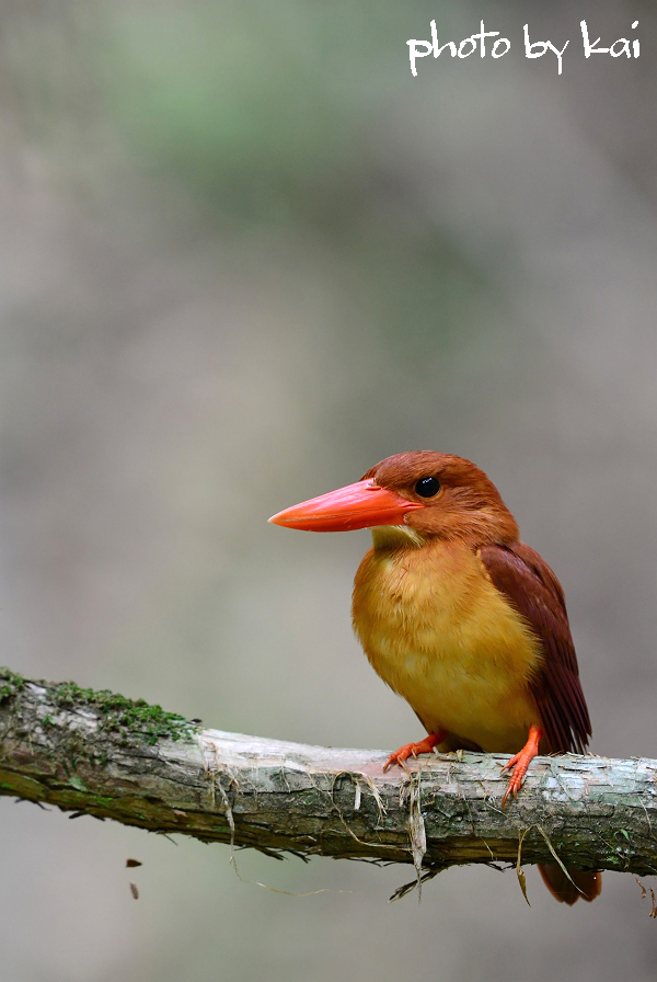 アカショウビン　2013　～その３～_b0177857_19132059.jpg