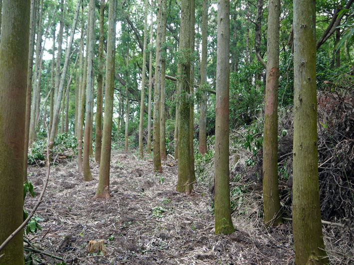 難航した杉林の下草刈りほぼ完了８・１六国見山臨時手入れ_c0014967_2313650.jpg