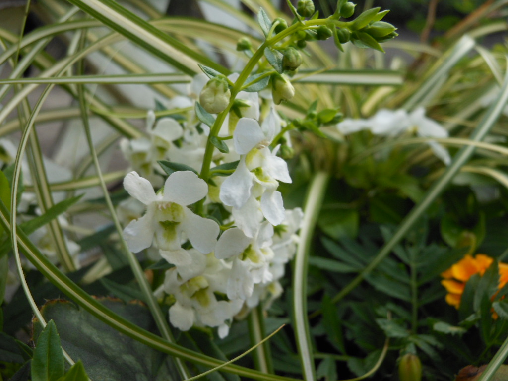 ニチニチソウの寄せ植え。_b0287168_17311745.jpg