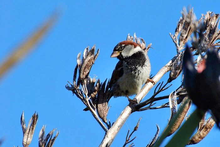 House Sparrow_a0126969_5481479.jpg