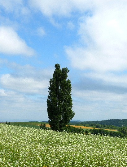 d0084473_21144737.jpg