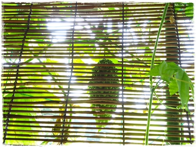e0264374_12393195.jpg