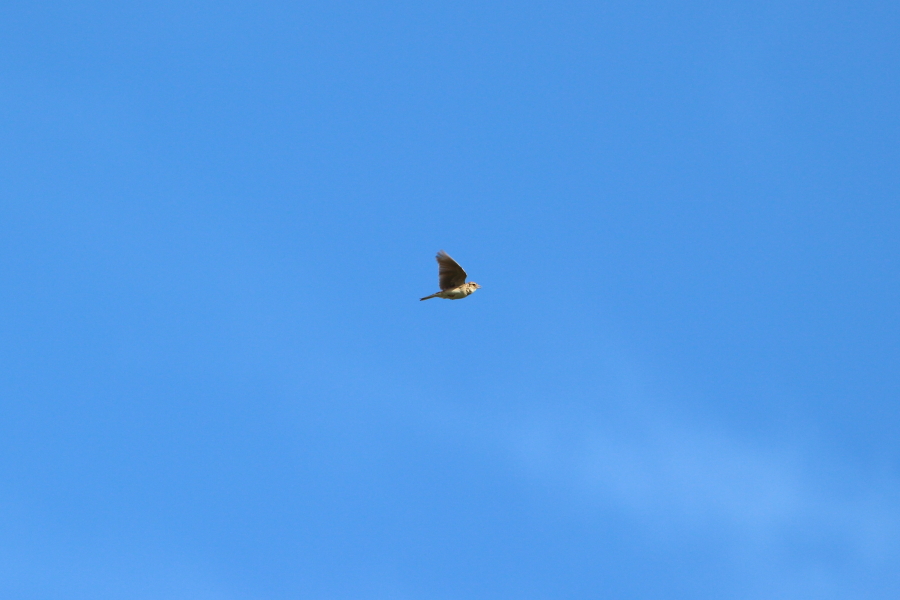 a0167480_20293864.jpg