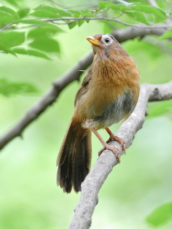 「猛暑なんか、なんのその」　ガビチョウ（画眉鳥）/Hwamei_a0223993_21543630.jpg