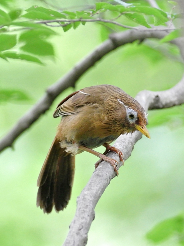 「猛暑なんか、なんのその」　ガビチョウ（画眉鳥）/Hwamei_a0223993_21544639.jpg