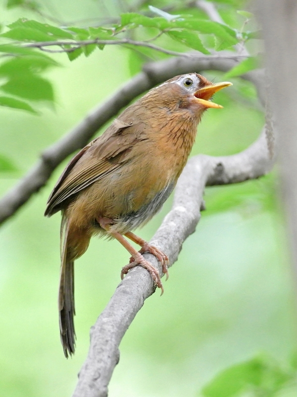 「猛暑なんか、なんのその」　ガビチョウ（画眉鳥）/Hwamei_a0223993_21562347.jpg