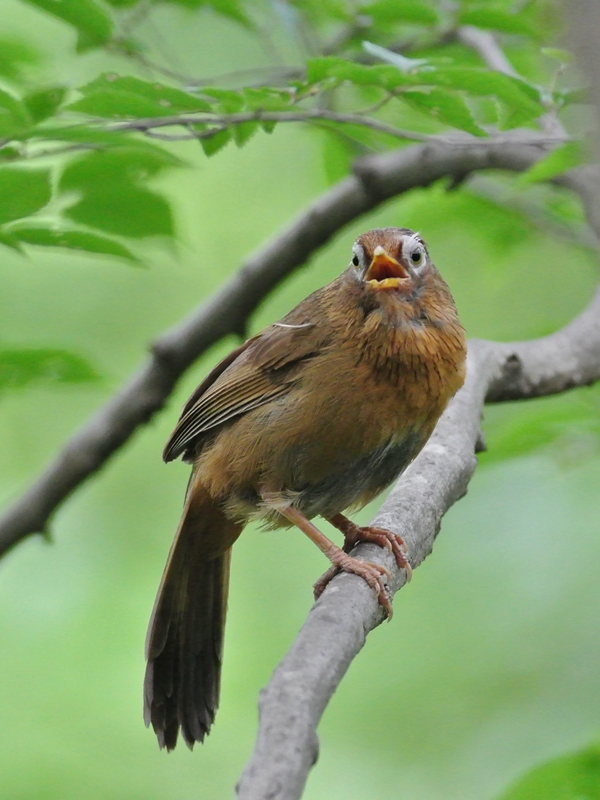 「猛暑なんか、なんのその」　ガビチョウ（画眉鳥）/Hwamei_a0223993_21563715.jpg