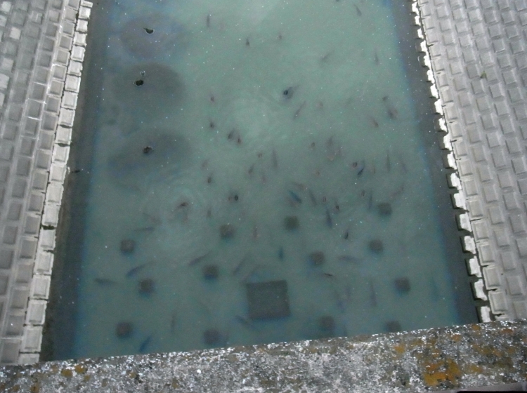 鯉_c0168096_7114432.jpg