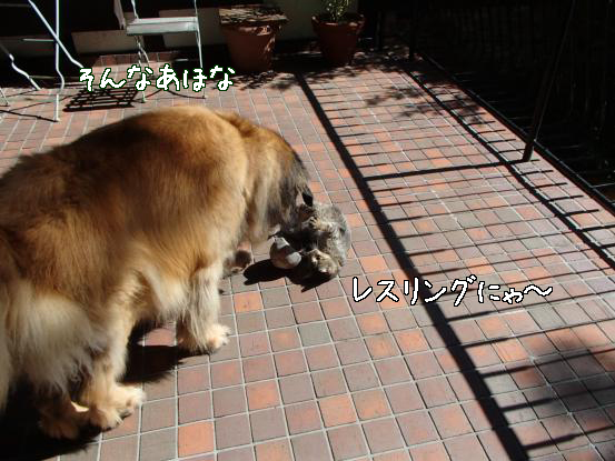 超大型犬と猫は何して遊ぶ？_f0064906_16572364.jpg