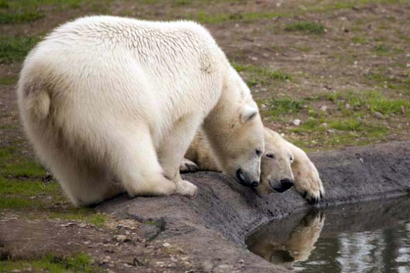 デンマーク・スカンジナヴィア野生動物公園のホッキョクグマたちの織りなす多彩なドラマ_a0151913_1445765.jpg