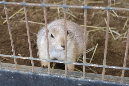 夢見ヶ崎動物公園。_c0178917_17102045.jpg