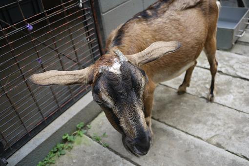 夢見ヶ崎動物公園。_c0178917_1722145.jpg