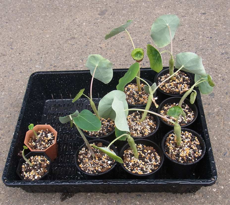 珊瑚油桐 : かくたすあんどさきゅれんつ