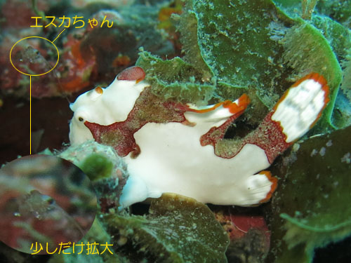 2013年8月2日(金・晴れ一時雨のち晴れ)室戸_d0164831_1614271.jpg