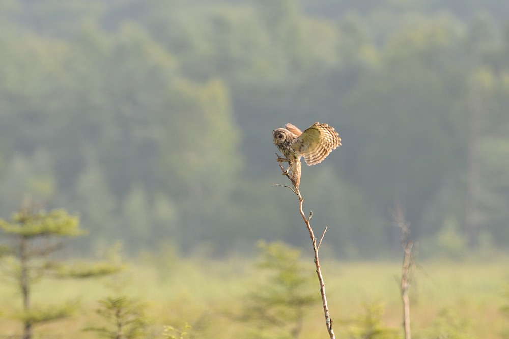 草原のフクロウ　_b0096536_7563348.jpg