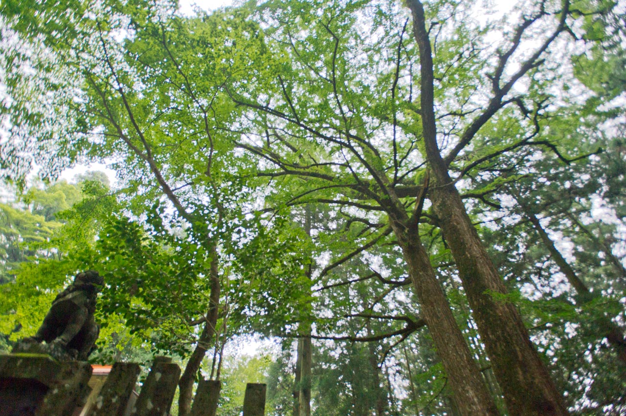 火男火賣神社 中宮 大分県別府市_b0023047_53145.jpg