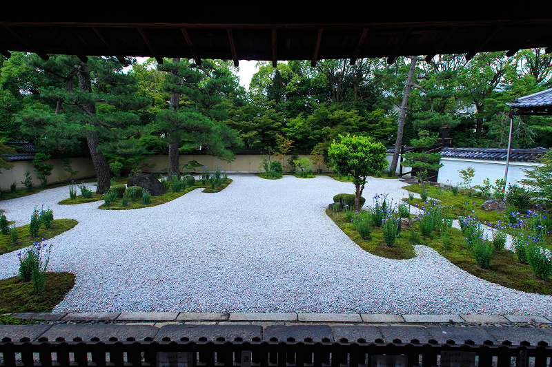 桔梗咲く廬山寺_f0155048_11381848.jpg