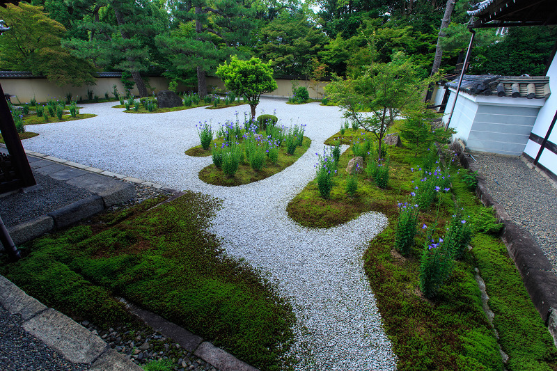 桔梗咲く廬山寺_f0155048_11382892.jpg