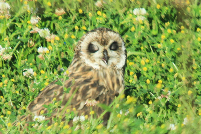 ハワイ旅行記　～ハワイ島　探鳥ツアー～_e0309356_257175.jpg