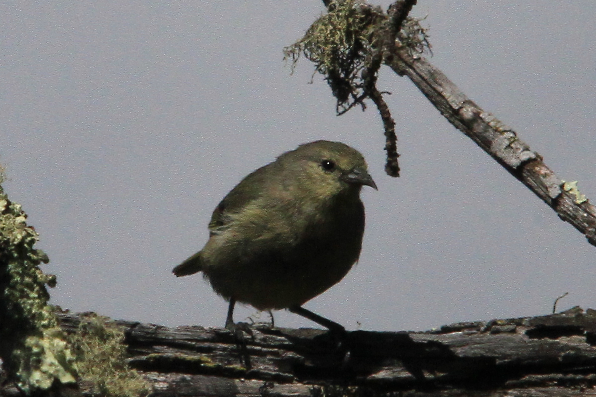 ハワイ旅行記 ハワイ島 探鳥ツアー ゆうのすけ写真館