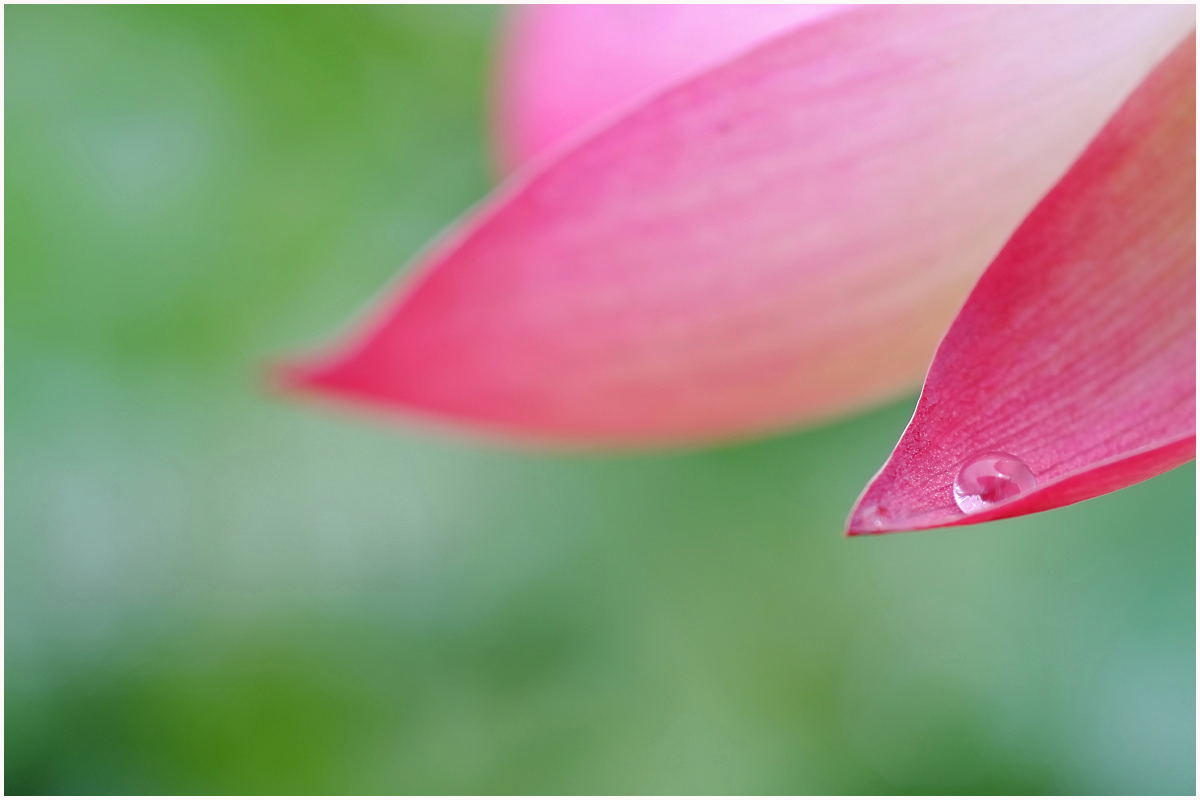 雨あがり*_b0190066_13354026.jpg