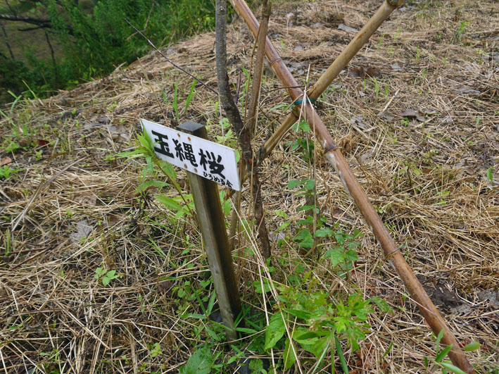 野口初太郎翁頌徳碑建立地の玉縄桜が枯れた：13・７・2９_c0014967_7312690.jpg