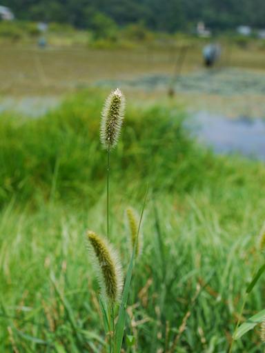 上賀茂（かみがも）散歩写真_c0191967_855590.jpg